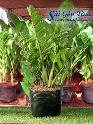 cây kim tiền mini