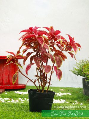 Cây Tía Tô Cảnh