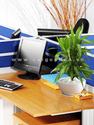 Cây Trúc Bách Hợp