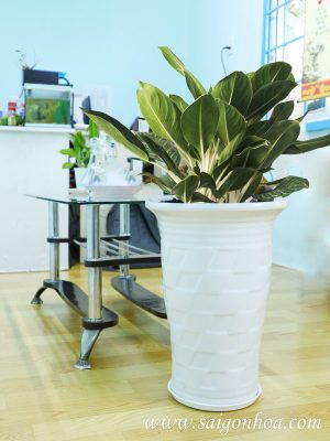 Chậu Cây Bạch Mã Hoàng Tử