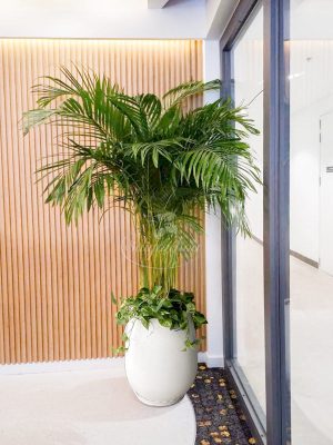 Chậu Cây Cau Vàng