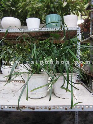 Cây Cao Cẳng Xanh