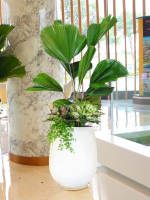 Chậu Cây Kè Nhật