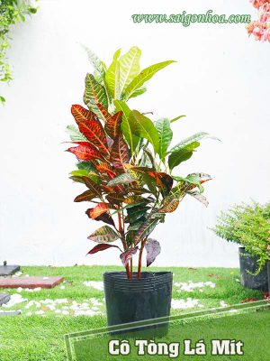 Cây Cô Tòng Lá Mít