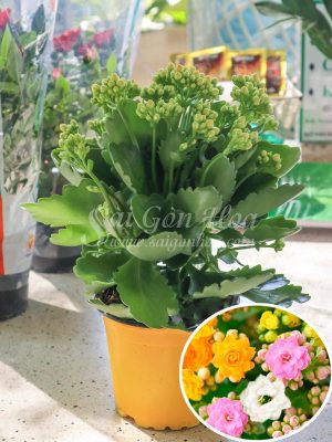 Hoa Sống Đời Kép