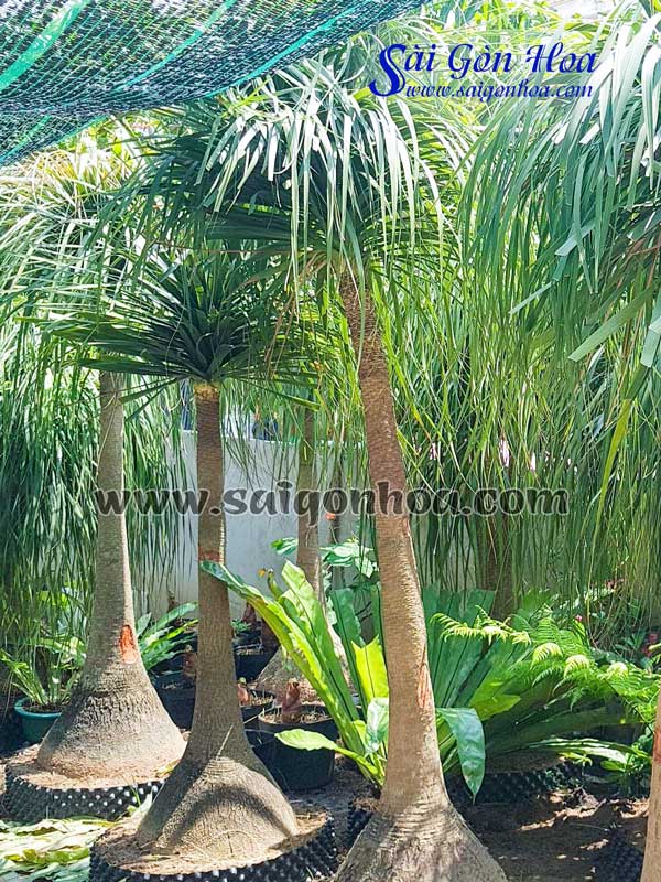 Cây Lan Bình Rượu