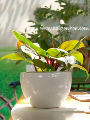 Cây Trầu Bà Đế Vương Đỏ