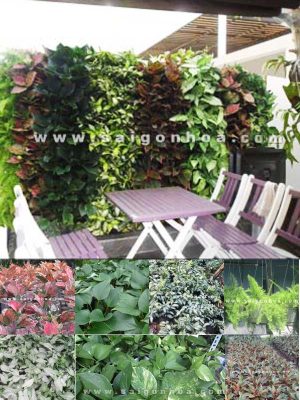 Tường Cây Ngoại Thất