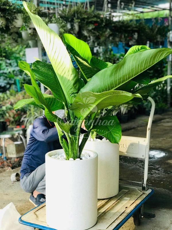 Chậu Cây Đại Phú Gia