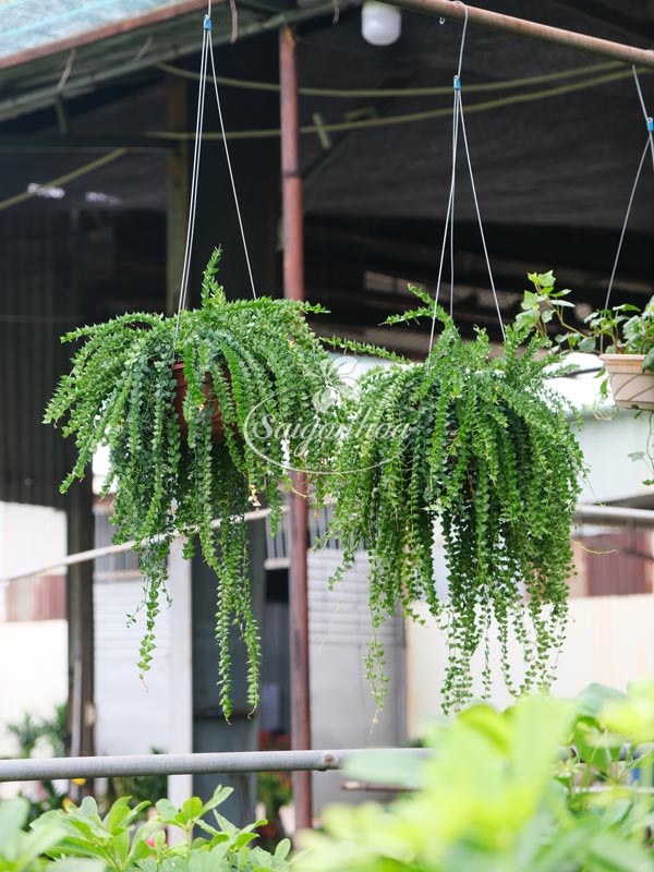Chậu-Treo-Cây-Lan-Tim