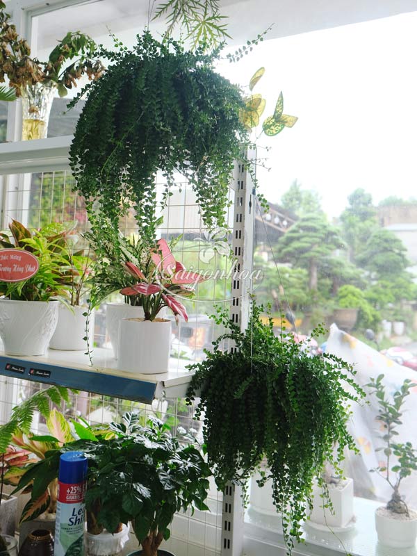 Chậu-Treo-Cây-Lan-Tim-4