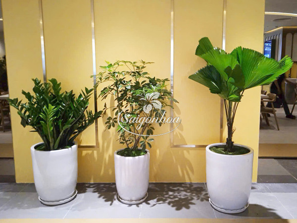 Chậu-cây-ngũ-gia-bì-11