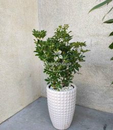 Chậu-cây-ngũ-gia-bì-3