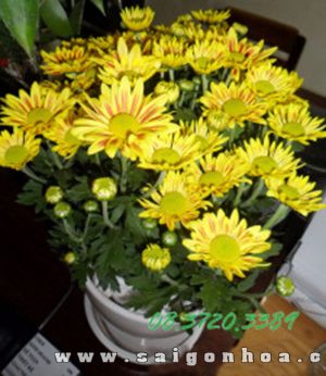 Hoa Cúc Vàng Cam