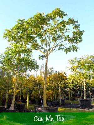 Cây Me Tây