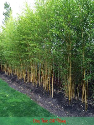 Cây Trúc Chỉ Vàng