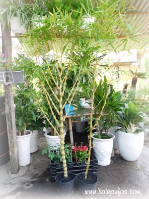 Cây Trúc Quan Âm