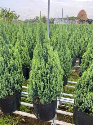 Vui Đón Giáng Sinh Nhận Ưu Đãi Khủng