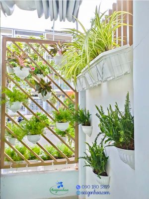 Tiểu Cảnh Ban Công 05