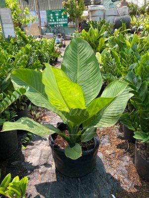 Cây Đại Phú Gia