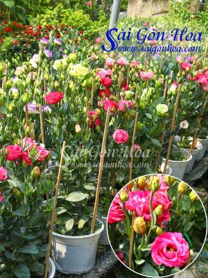 Cây Hoa Cát Tường