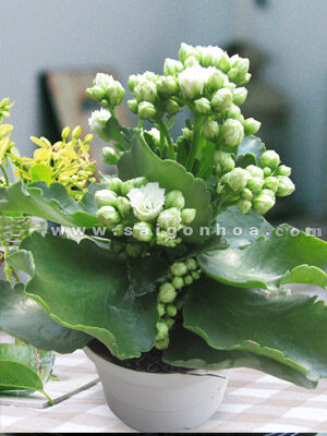 Hoa Sống Đời Kép Màu Trắng