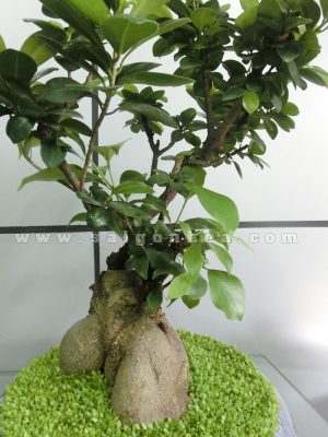 Cây Bonsai May Mắn