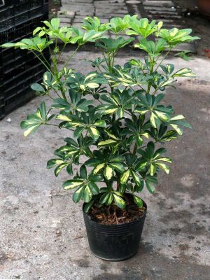 Cây Ngũ Gia Bì Cẩm Thạch