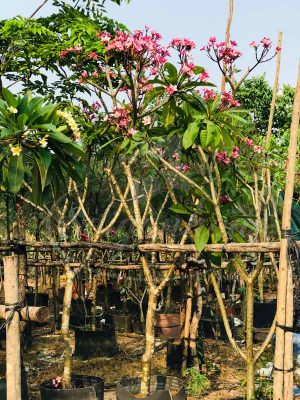 BIG SALE CÂY CÔNG TRÌNH BÙNG NỔ TẠI SÀI GÒN HOA