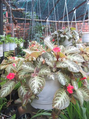 Cây Ấm Kiếm Chậu Treo