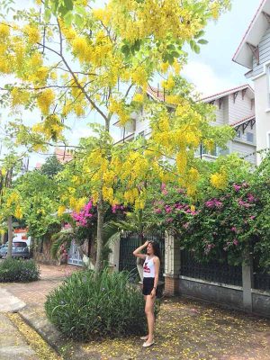 Cây Muồng Hoàng Yến