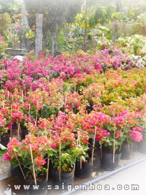 Cây Bông Giấy Cây Hoa Giấy