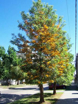 Cây Cánh Phượng