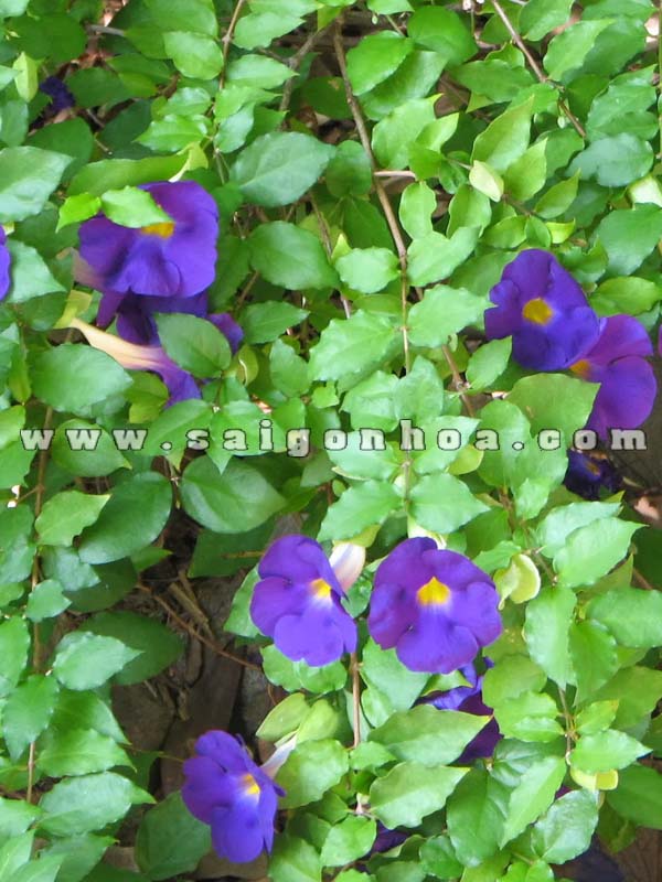 Cây Cát Đằng Đứng