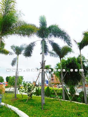 Cây Cau Đuôi Chồn