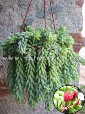 Cây Chuỗi Ngọc Treo