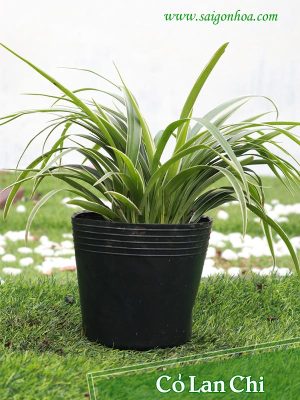 Cây Cỏ Lan Chi
