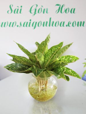 Cây Cung Điện Vàng Trong Nước