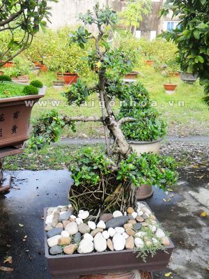 Cây Da Bonsai