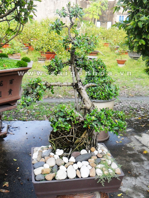 Cây Da Bonsai