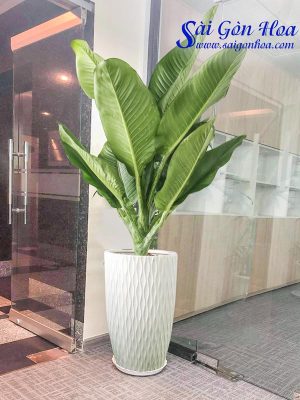 Chậu Cây Đại Phú Gia Lớn