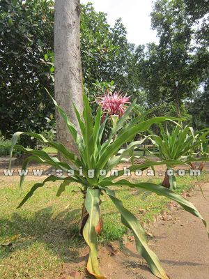 Cây Đại Tướng Quân Hoa Đỏ