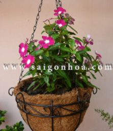 cay dua can chau treo 4