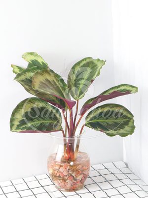 Cây Đuôi Công Trong Nước