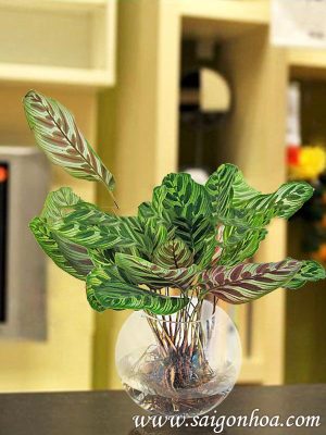 Cây Đuôi Phụng Trong Nước