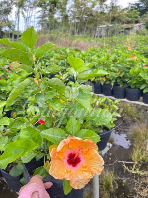 Cây Hoa Bông Bụp Thái Đơn