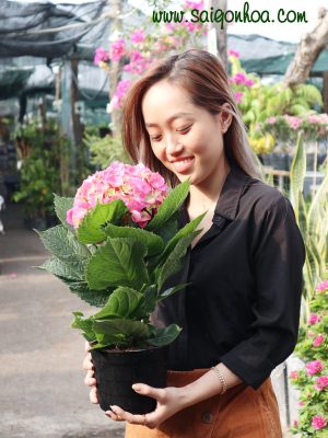 Cây Hoa Cẩm Tú Cầu