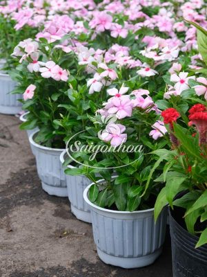 Cây Hoa Dừa Cạn