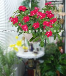 cay hoa dua can do chau treo ban cong