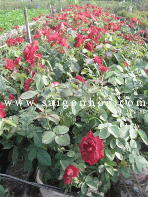 Cây Hoa Hồng Công Trình